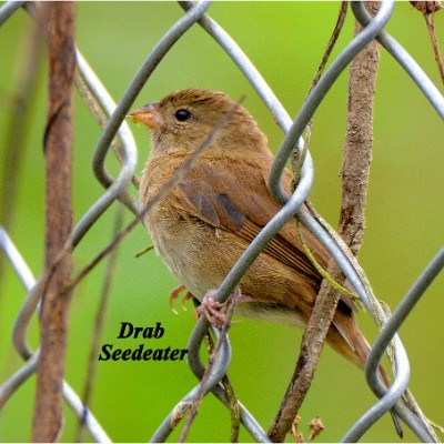 Drab Seedeater